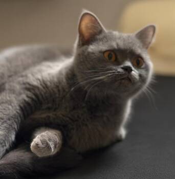 British Shorthair Cats Available for Adoption - Milkie | PetCurious