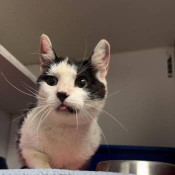 Edith -  Domestic Short Hair Cat for Adoption in Saint Joseph, Missouri - Edith | PetCurious