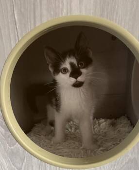 Ambrose -  Domestic Short Hair Cat for Adoption in Ferndale, Michigan - Ambrose | PetCurious