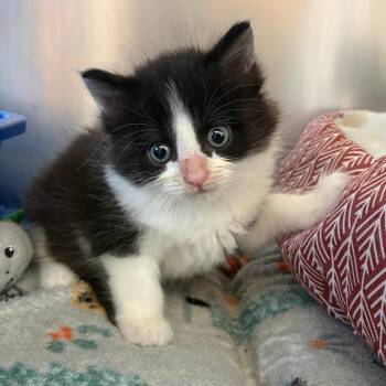 26-283 Charlie day -  Domestic Long Hair Cat for Adoption in North Branford, Connecticut - 26-283 Charlie Day | PetCurious