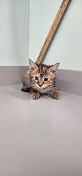 Hera -  Domestic Short Hair Cat for Adoption in Athens, Tennessee - Hera | PetCurious