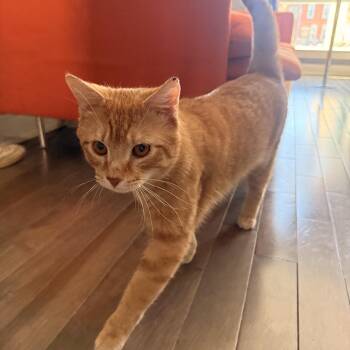 Domestic Short Hair Cats Available for Adoption - James Van Der Purr | PetCurious