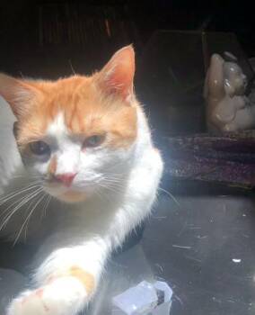 Domestic Short Hair Cats Available for Adoption in Port Orange, Florida - Phoenix (WATCH Video) Sweet Boy  | PetCurious
