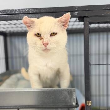 Cesar -  Domestic Short Hair Cat for Adoption in Portage, Michigan - Cesar | PetCurious
