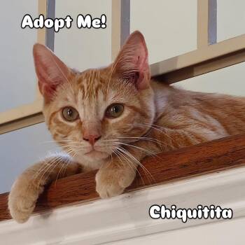 Rescue Domestic Short Hair and Tabby Cats for Adoption in Glen Raven, North Carolina - CHICHIQUITA | PetCurious