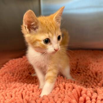 Silk (ORG) -  Domestic Short Hair Cat for Adoption in League City, Texas - Silk (ORG) | PetCurious