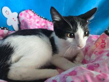 Bobby -  Siamese Cat for Adoption in New Braunfels, Texas - Bobby | PetCurious