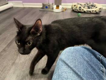 Domestic Short Hair Cats Available for Adoption in Taycheedah, Wisconsin - Novah | PetCurious