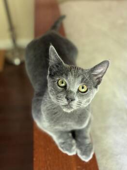 Egg (special needs) -  Russian Blue and Domestic Short Hair Cat for Adoption in Walnut Creek, California - Egg (special Needs) | PetCurious