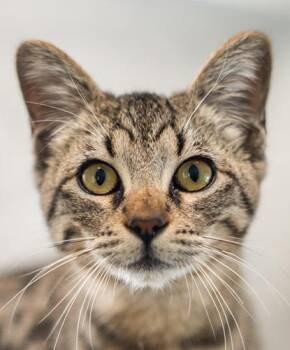 Mankey -  Domestic Short Hair Cat for Adoption in Encinitas, California - Mankey | PetCurious