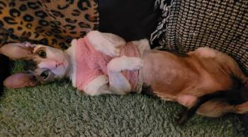 Cornish Rex Cats Available for Adoption in Phoenix, Arizona - Cassie Bonded To Stella Bella | PetCurious