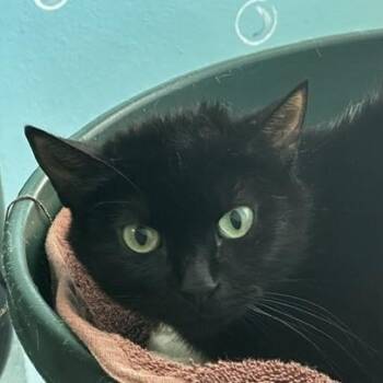 Midnight - Shop or Barn Candidate -  Domestic Long Hair Cat for Adoption in Hoquiam, Washington - Midnight - Shop Or Barn Candidate | PetCurious