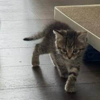 Animation -  Domestic Short Hair Cat for Adoption in Charlottesville, Virginia - Animation | PetCurious