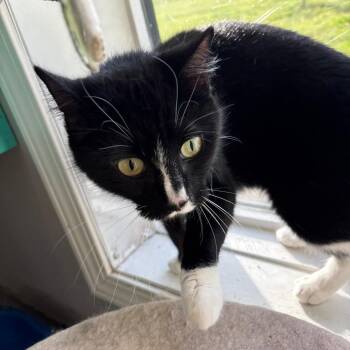 Domestic Short Hair Cats Available for Adoption in West Des Moines, Iowa - Arlo | PetCurious