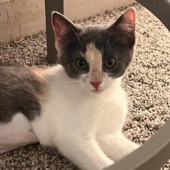 Coco -  Calico Cat for Adoption in Wyandotte, Michigan - Coco | PetCurious
