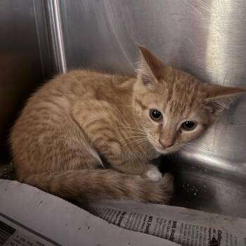Poe (red) -  Domestic Short Hair Cat for Adoption in Winston-salem, North Carolina - Poe (red) | PetCurious