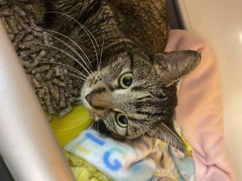 Rescue Tabby Cats for Adoption in New Richmond, Wisconsin - Jenny | PetCurious