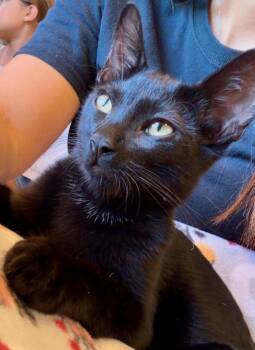 Sirius Black -  Domestic Short Hair Cat for Adoption in Irvine, California - Sirius Black | PetCurious