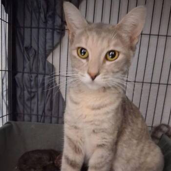 Domestic Short Hair Cats Available for Adoption in Lake Havasu City, Arizona - Bonita | PetCurious