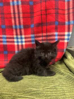 Binx -  Domestic Medium Hair Cat Available for Adoption in Edinburg, Virginia - Binx | PetCurious