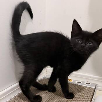 Dunkin -  Domestic Short Hair Cat for Adoption in Normal, Illinois - Dunkin | PetCurious