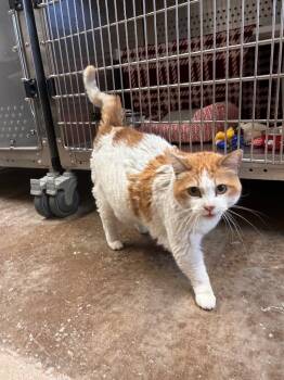 Anamoose -  Domestic Short Hair Cat for Adoption in Minot, North Dakota - Anamoose | PetCurious