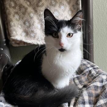 URCHIN -  Domestic Medium Hair Cat for Adoption in Kyle, Texas - URCHIN | PetCurious