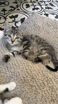 Olive -  Domestic Short Hair Cat for Adoption in Los Angeles, California - Olive | PetCurious
