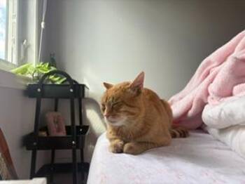 Crouton -  Domestic Short Hair Cat for Adoption in Arthur, Ontario - Crouton | PetCurious