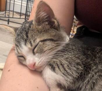 Cumin -  Domestic Short Hair Cat for Adoption in Oakland, California - Cumin | PetCurious