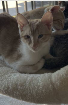 Rescue Domestic Short Hair and Tabby Cats for Adoption in Frisco, Texas - Osiris | PetCurious