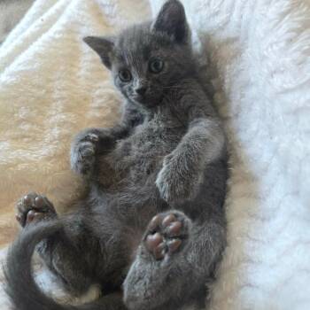 Mia Toretto -  Domestic Short Hair Cat for Adoption in Jacksonville, Oregon - Mia Toretto | PetCurious
