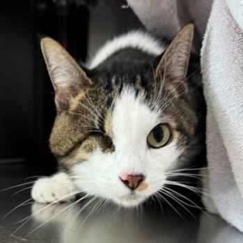 Rescue Domestic Short Hair Cats for Adoption in Willmar, Minnesota - Daphidil | PetCurious
