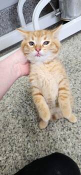 Domestic Short Hair Cats Available for Adoption in Van Wert, Ohio - Mimosa | PetCurious