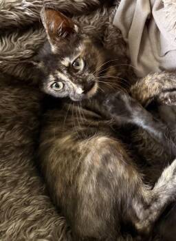 Cali -  Domestic Short Hair Cat for Adoption in Bossier City, Louisiana - Cali | PetCurious