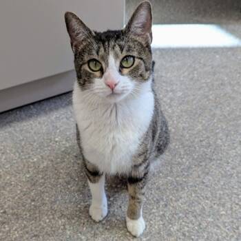 Rescue Domestic Short Hair Cats for Adoption in Wheaton, Illinois - Newspaper | PetCurious