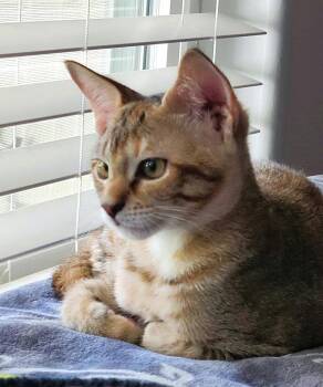 Missy -  Domestic Short Hair Cat for Adoption in Houston, Texas - Missy | PetCurious