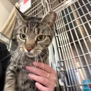 Wendy -  Domestic Short Hair Cat for Adoption in Spokane, Washington - Wendy | PetCurious