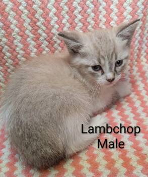Lampchop -  Siamese and Domestic Short Hair Cat Available for Adoption in Clarksville, Tennessee - Lampchop | PetCurious