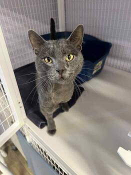 Domestic Short Hair Cats Available for Adoption in Vancouver, Washington - Leonidas | PetCurious