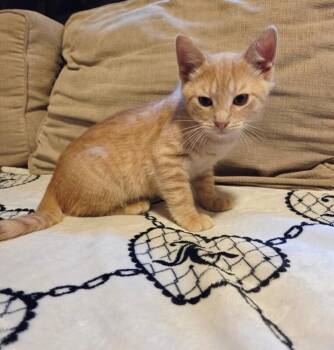 Sunny D -  Domestic Short Hair Cat for Adoption in North Babylon, New York - Sunny D | PetCurious