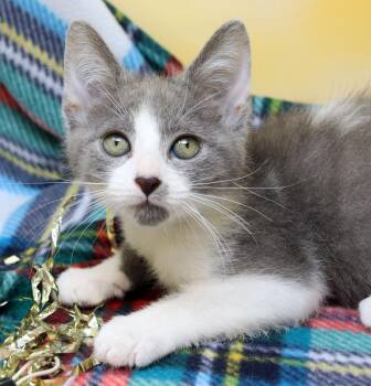 Tikka -  Domestic Short Hair Cat for Adoption in Tierra Verde, Florida - Tikka | PetCurious