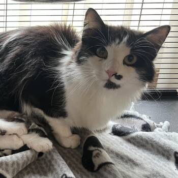 J. Woww -  Domestic Long Hair Cat for Adoption in Medina, Ohio - J. Woww | PetCurious