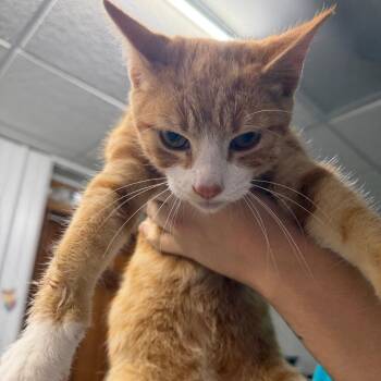 Sentry -  Domestic Short Hair Cat for Adoption in Corbin, Kentucky - Sentry | PetCurious