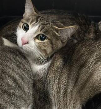 Domestic Short Hair Cats Available for Adoption in Derwood, Maryland - MIMI | PetCurious