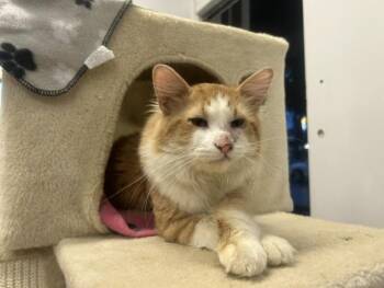 Asher -  Domestic Medium Hair Cat for Adoption in Chicago, Illinois - Asher | PetCurious