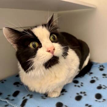 Fontaine -  Domestic Medium Hair Cat for Adoption in Los Angeles, California - Fontaine | PetCurious