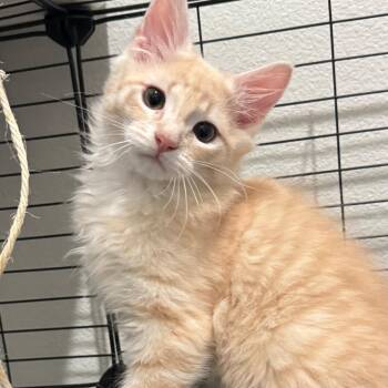 Domestic Long Hair Cats Available for Adoption - Cobbler | PetCurious