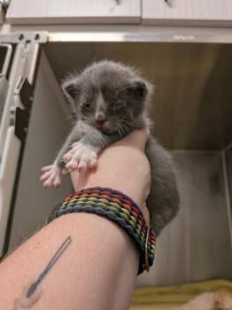 Disbelief -  Domestic Short Hair Cat for Adoption in Atlanta, Georgia - Disbelief | PetCurious