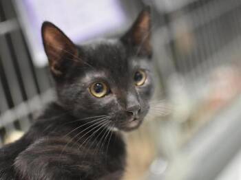 Sonny -  Domestic Short Hair Cat for Adoption in Portland, Oregon - Sonny | PetCurious